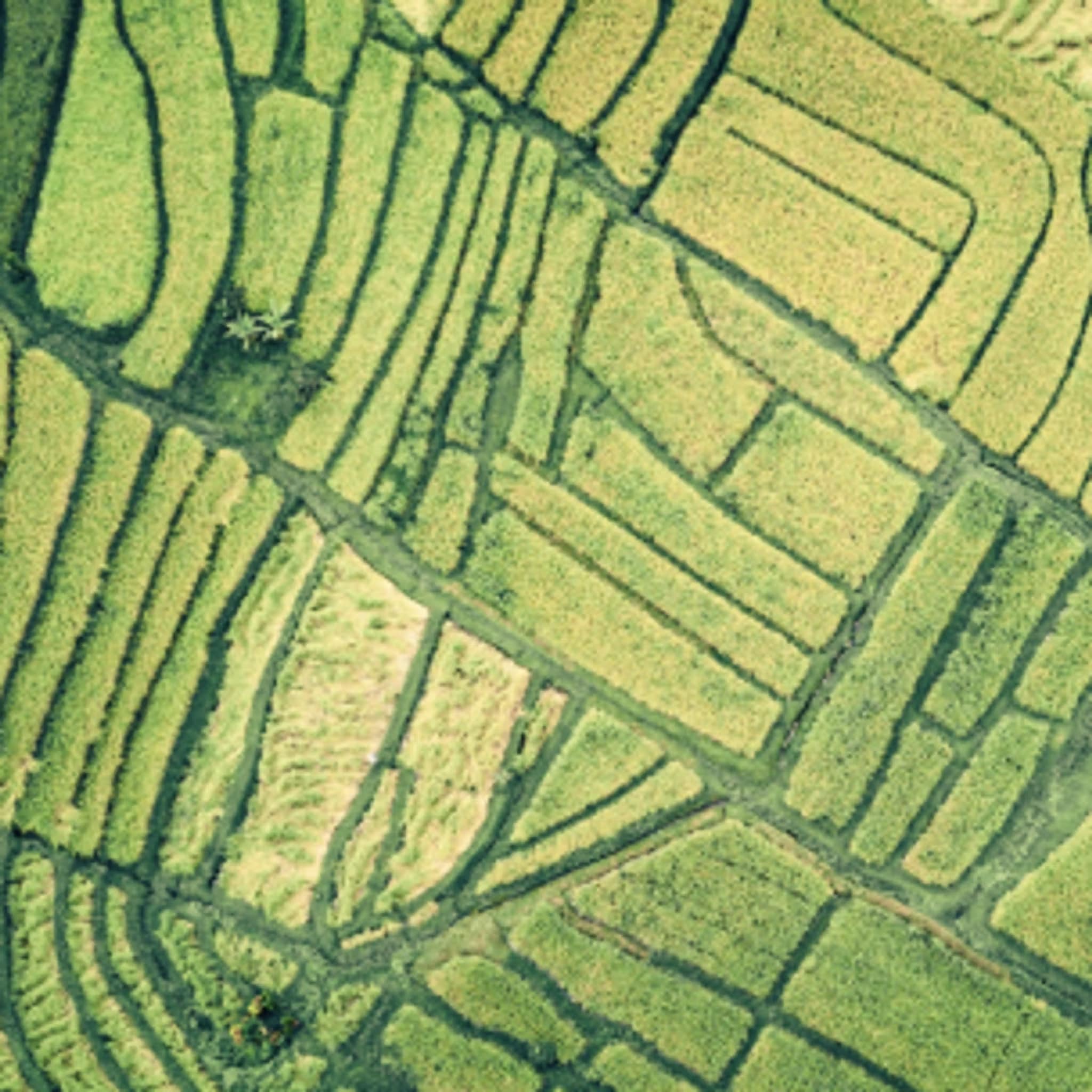 Green Ariel View